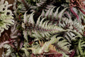 Athyrium niponicum ‘Silver Falls’ Japanese Painted Fern 3.5” Pot, Shade Loving Perennial Fern, Silver Foliage Woodland Plant