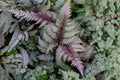Athyrium niponicum ‘Regal Red’ Japanese Painted Fern 3.5-inch Pot Burgundy Silver Shade Deer Resistant Woodland Perennial