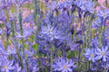 Camassia leichtlinii ‘Caerulea’ Bulb – Native Blue Wildflower, Spring Perennial, Pollinator-Friendly, Oregon-Grown