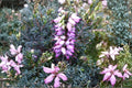 Erica x darleyensis ‘Furzey’ Winter Heather Plant, Evergreen Groundcover Shrub, Pink Winter Blooms, Deer Resistant, 1 Gallon Pot
