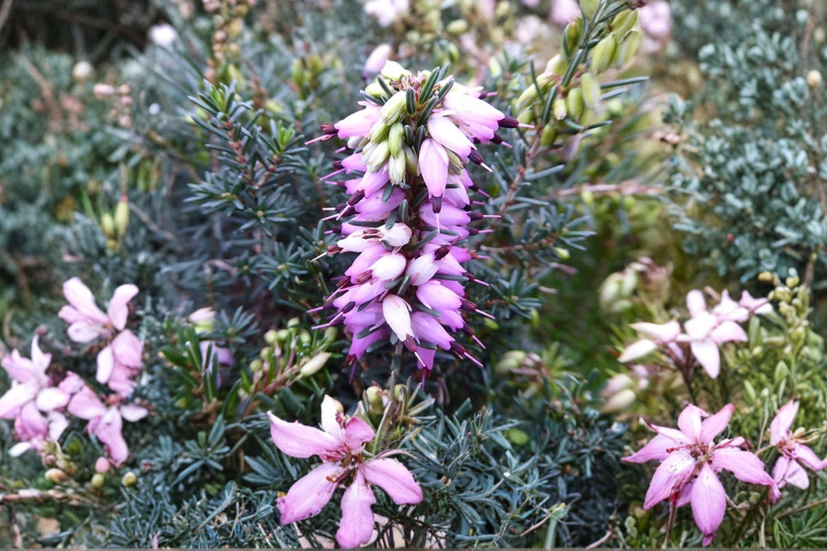 Erica x darleyensis ‘Furzey’ Winter Heather Plant, Evergreen Groundcover Shrub, Pink Winter Blooms, Deer Resistant, 1 Gallon Pot