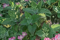 Live Catnip Plant | Nepeta cataria Herb | Pollinator-Friendly Perennial | Drought Tolerant | Potted or Bareroot