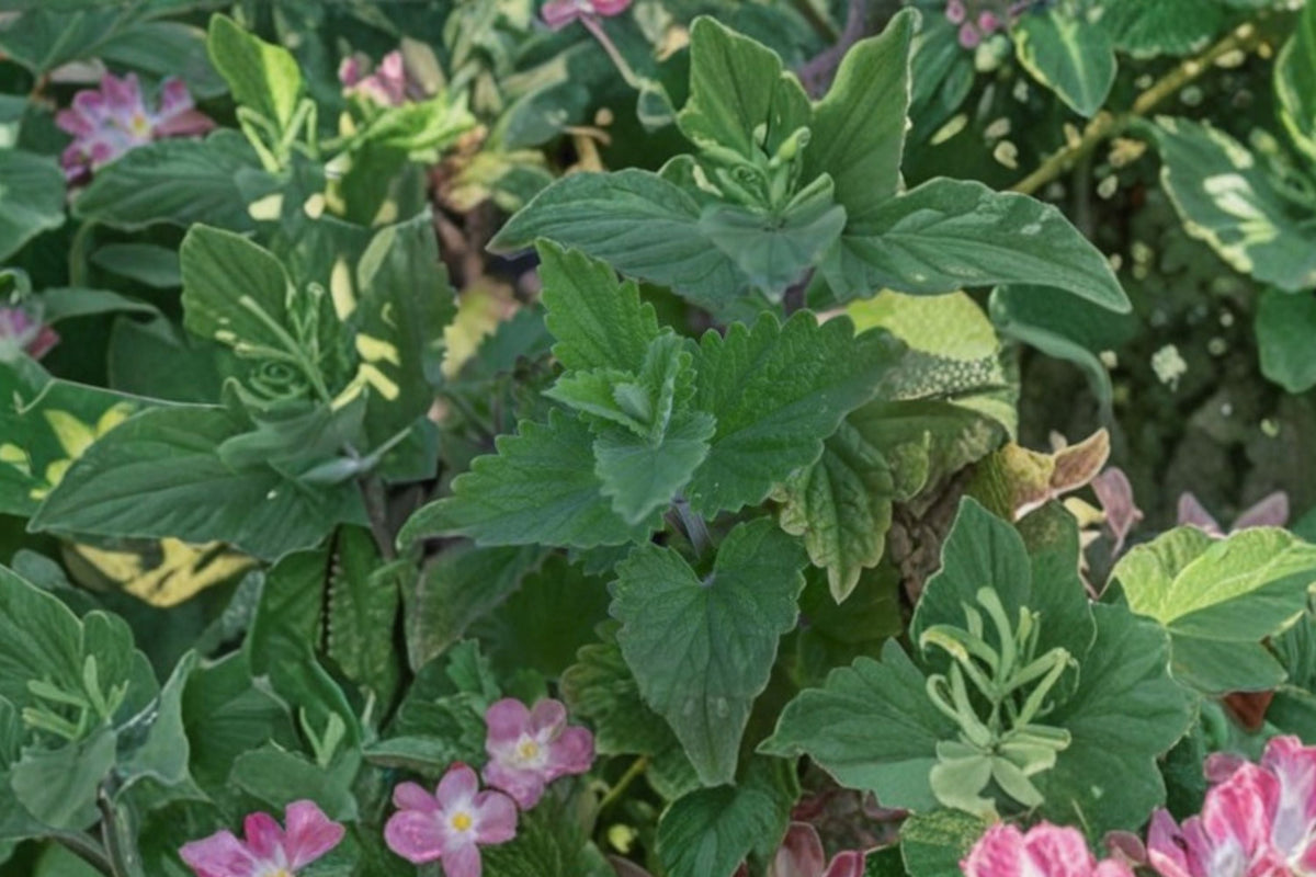 Live Catnip Plant | Nepeta cataria Herb | Pollinator-Friendly Perennial | Drought Tolerant | Potted or Bareroot