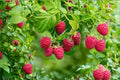 Amity Raspberry Plant | Everbearing Red Raspberry | Rubus idaeus Berry Bush | Live Bareroot or Potted Fruit Plant