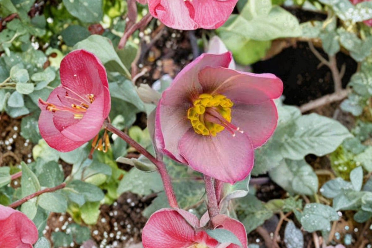 Lenten Rose ‘Dorothy’s Dawn’ Frostkiss Series Evergreen Shade Perennial, Deer Resistant, Winter Blooming Plant