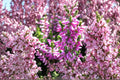 Calluna vulgaris ‘Renate’ Heather Plant – Evergreen Groundcover with Purple Winter Color – Cold Hardy Shrub