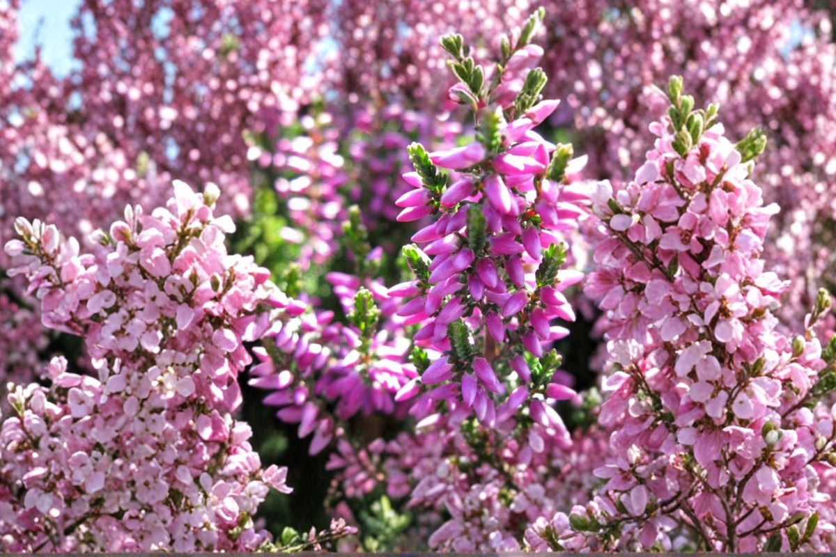 Calluna vulgaris ‘Renate’ Heather Plant – Evergreen Groundcover with Purple Winter Color – Cold Hardy Shrub