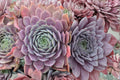 Sempervivum ‘Centennial’ Succulent Plug Plant – Color Changing Hens and Chicks, Purple Evergreen, Drought Tolerant, Cold Hardy
