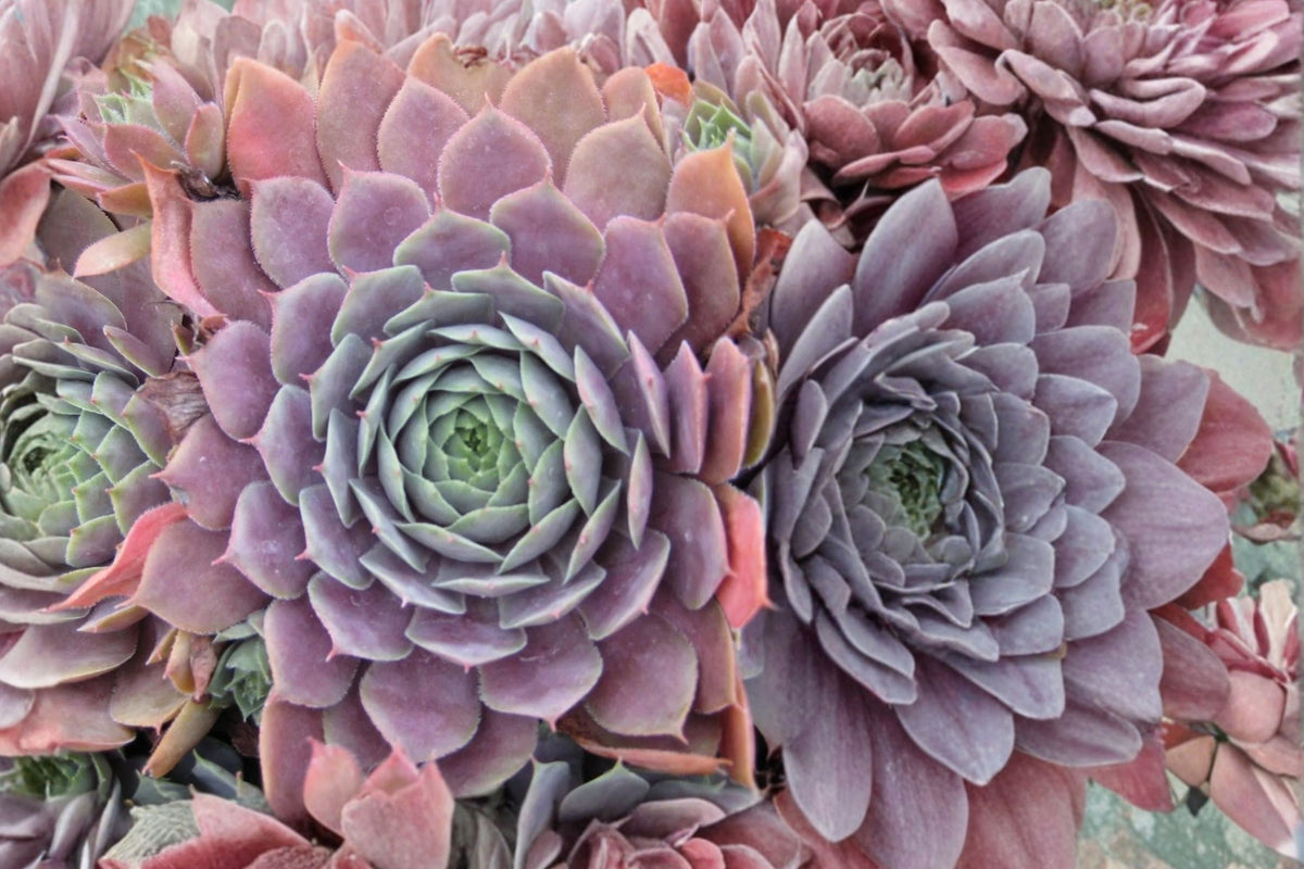 Sempervivum ‘Centennial’ Succulent Plug Plant – Color Changing Hens and Chicks, Purple Evergreen, Drought Tolerant, Cold Hardy