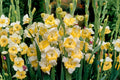 Gladiolus ‘Buggy’ White and Yellow Bulbs | Tall Summer Blooming Perennial for Cut Flowers & Garden Borders