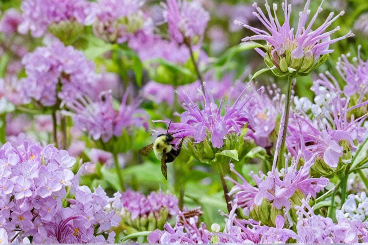 Monarda ‘Beauty of Cobham’ Bee Balm Bare Root Pink Pollinator Perennial Bergamot Flower