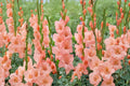 Gladiolus ‘Georgia Peach’ Bulbs | Peach Sword Lily | Summer Blooming Perennial | Tall Cut Flower | Spring Planting