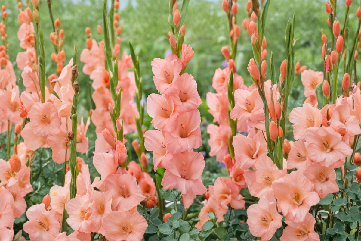 Gladiolus ‘Georgia Peach’ Bulbs | Peach Sword Lily | Summer Blooming Perennial | Tall Cut Flower | Spring Planting