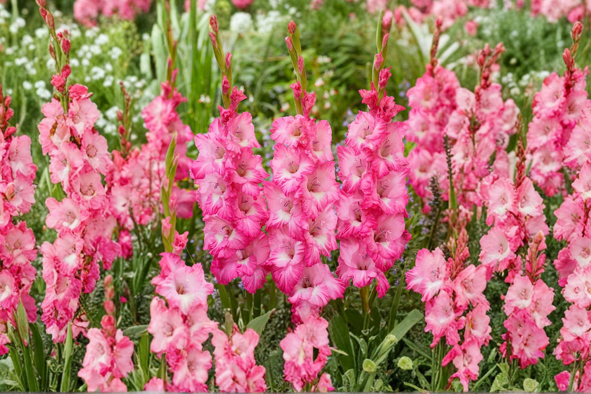 Gladiolus ‘Violet King’ Bulbs – Purple Sword Lily, Tall Summer Blooming Perennial for Cut Flowers & Garden Displays