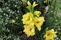 Gladiolus ‘Charisma’ Bulbs | Summer Blooming White Pink Yellow Sword Lily Perennial Flowering Bulbs