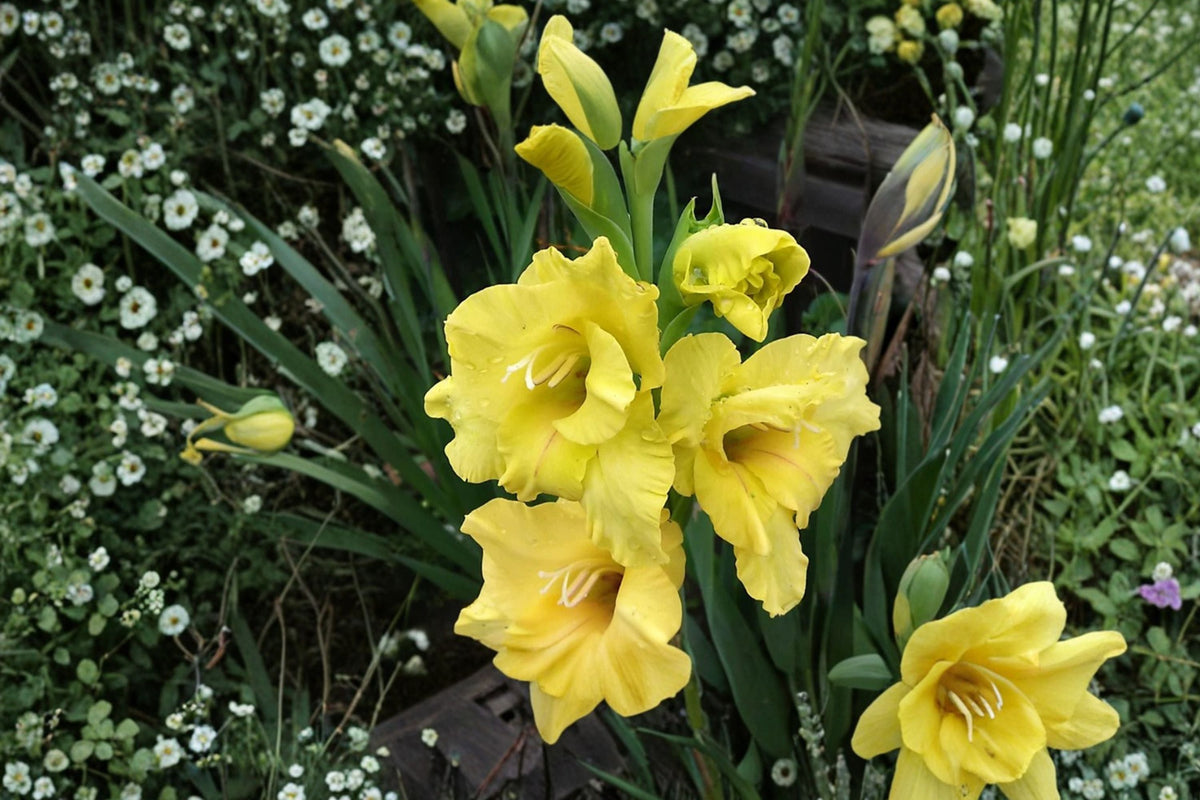 Gladiolus ‘Charisma’ Bulbs | Summer Blooming White Pink Yellow Sword Lily Perennial Flowering Bulbs