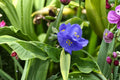 Tradescantia ‘Leonora’ Perennial Clump Plant with Violet Blue Flowers, Pollinator Friendly, Bareroot Live Plant
