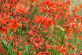 Crocosmia Babylon Bulbs - Orange Red Montbretia Perennial Flower for Summer Blooming, Pollinator Magnet, Hummingbird Attractant