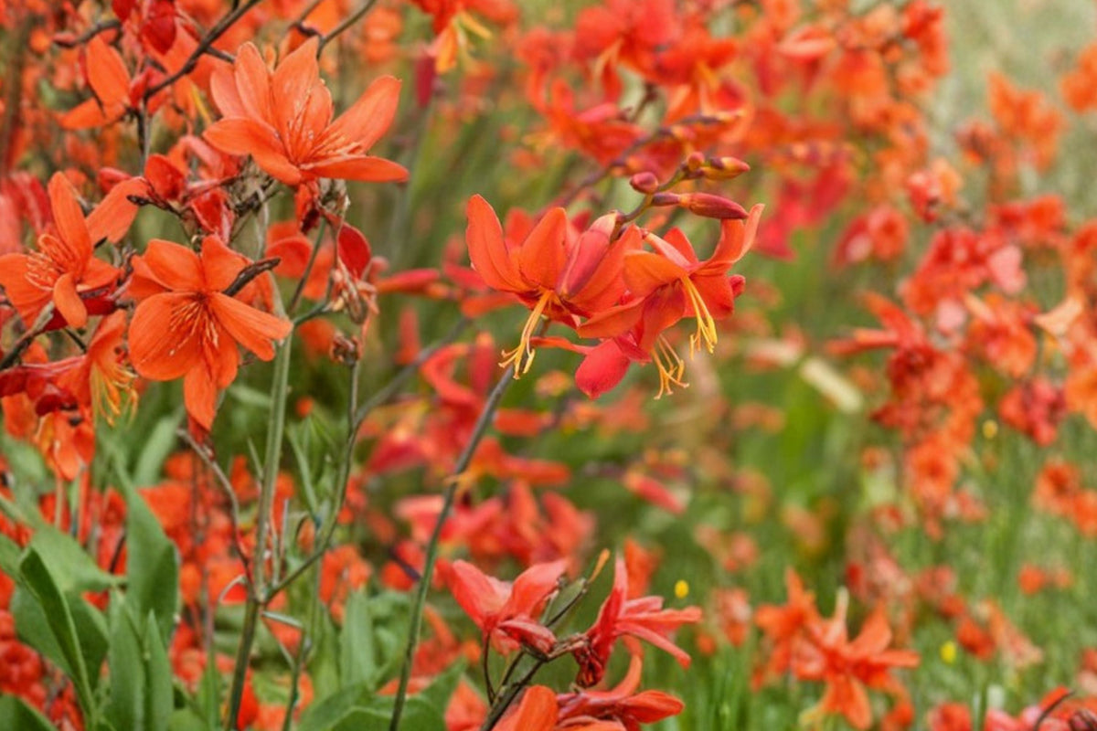 Crocosmia Babylon Bulbs - Orange Red Montbretia Perennial Flower for Summer Blooming, Pollinator Magnet, Hummingbird Attractant
