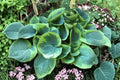 Hosta ‘Spartacus’ Large Variegated Shade Perennial Plantain Lily with Golden Yellow Margins and Lavender Flowers