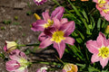 Hemerocallis ‘Unlock the Stars’ Double Reblooming Lavender Pink Daylily Fragrant Perennial Bareroot Plant