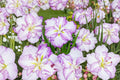 Japanese Water Iris Bareroot Plant | ‘Carrot Cake’ Dinner Plate Blooms | Moisture-Loving Perennial | Iris ensata