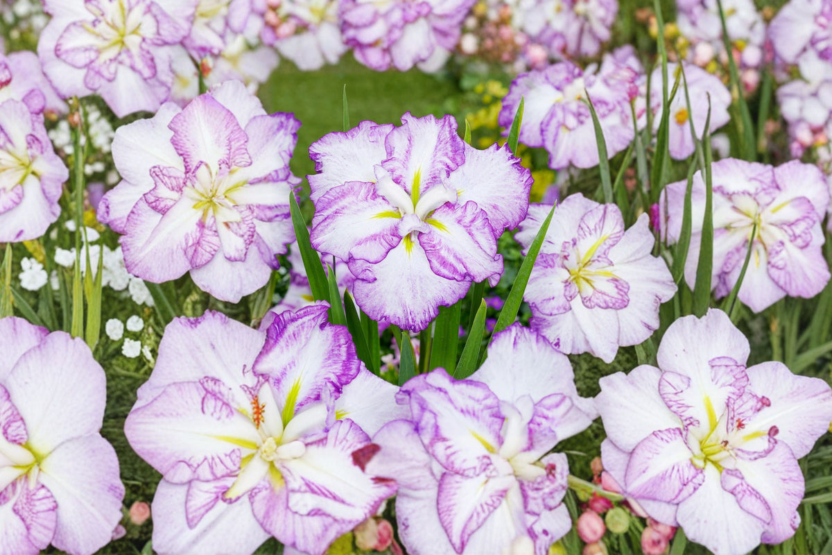 Japanese Water Iris Bareroot Plant | ‘Carrot Cake’ Dinner Plate Blooms | Moisture-Loving Perennial | Iris ensata