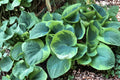 Hosta ‘Sorbet’ Variegated Shade Perennial | Green & White Foliage | Burgundy Stems | Low Maintenance Garden Plant
