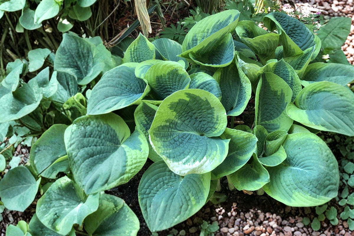 Hosta ‘Sorbet’ Variegated Shade Perennial | Green & White Foliage | Burgundy Stems | Low Maintenance Garden Plant