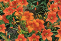 Daylily Plant Bareroot Hemerocallis ‘Mauna Loa’ Apricot Orange Reblooming Perennial