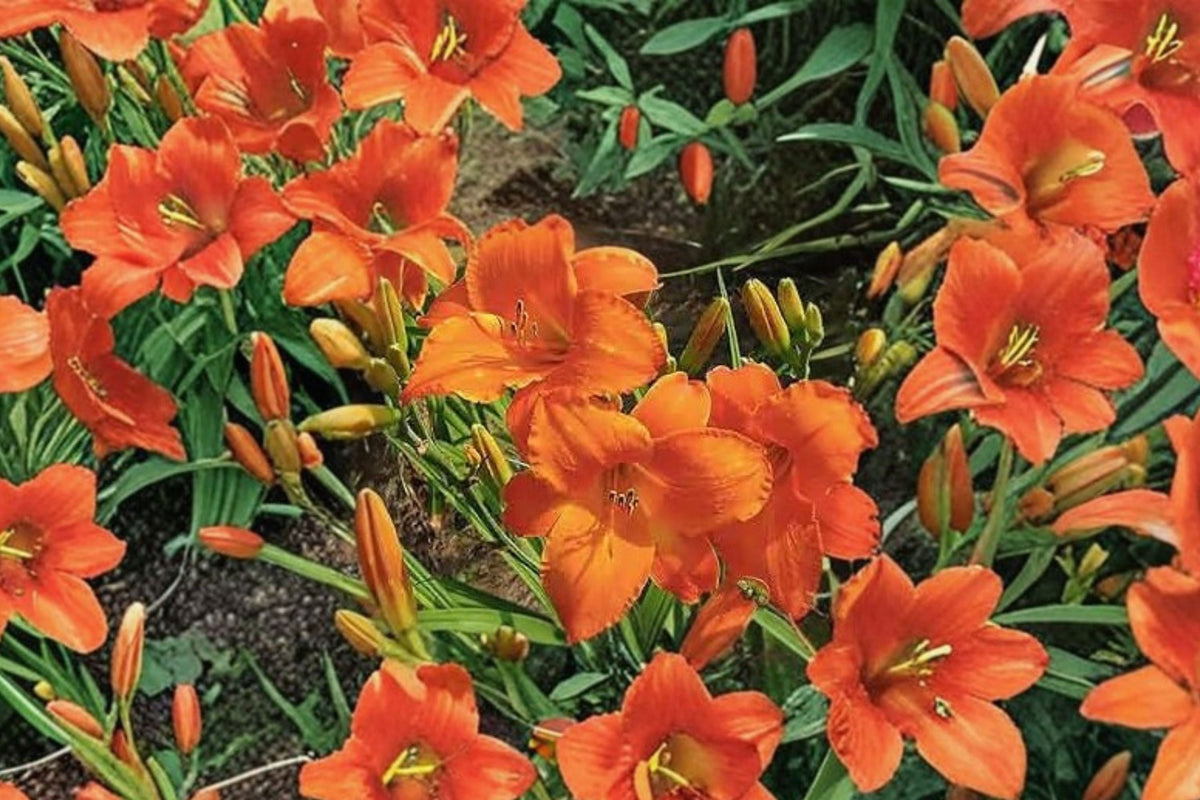 Daylily Plant Bareroot Hemerocallis ‘Mauna Loa’ Apricot Orange Reblooming Perennial