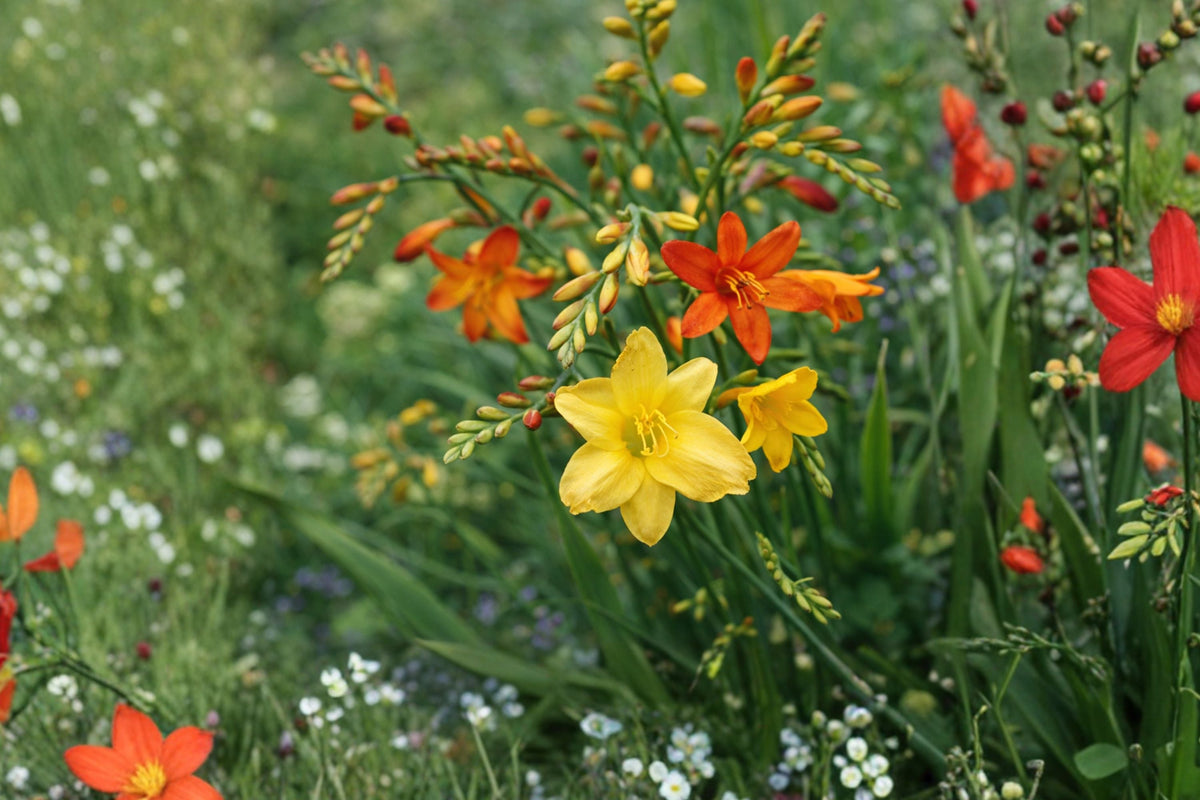 Bareroot Crocosmia Mix Collection | Summer Pollinator Perennials for Hummingbirds & Butterflies | Montbretia Varieties