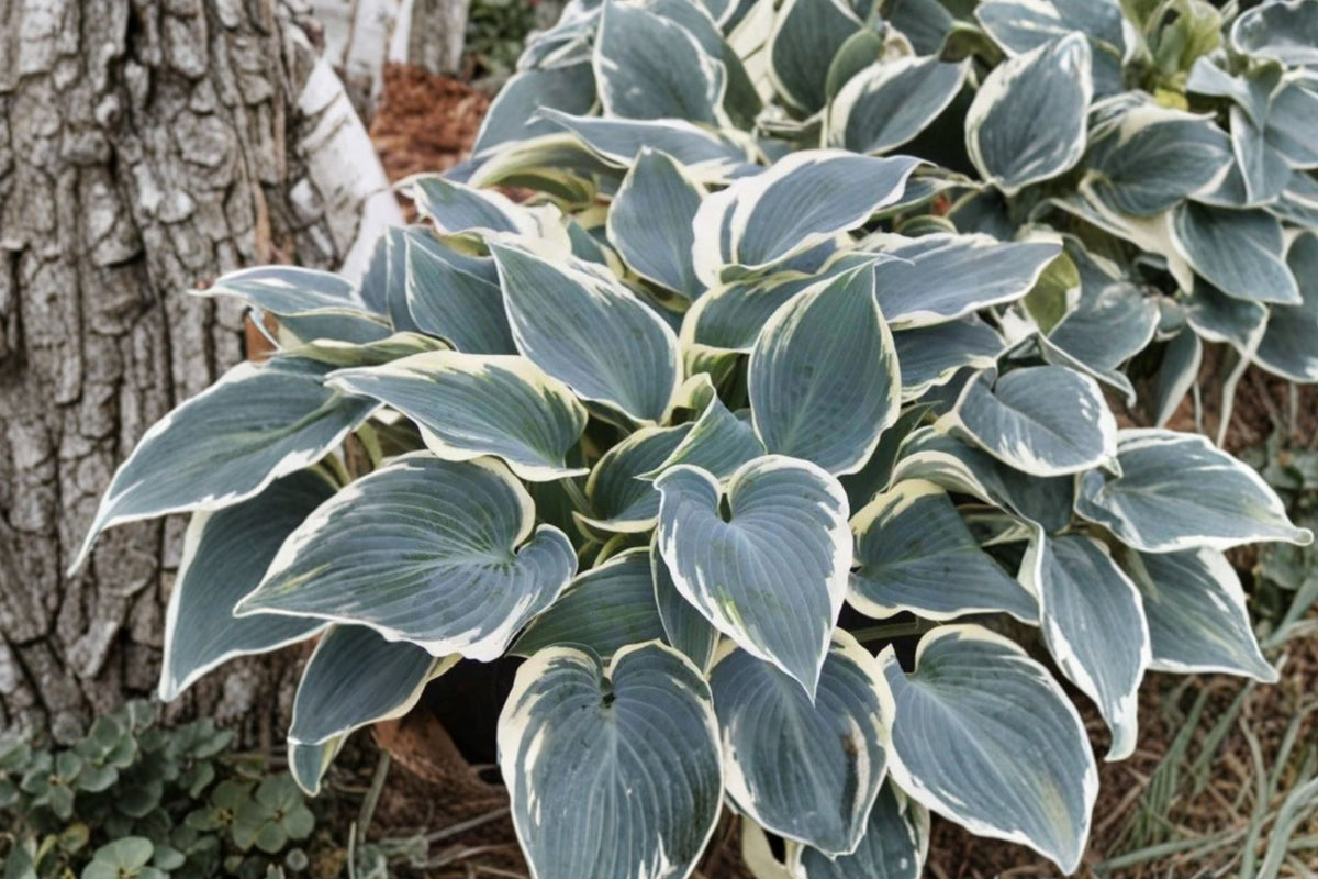 Hosta ‘El Niño’ Bareroot Plant, Blue Variegated Shade Perennial, Slug Resistant, Clumping, Award-Winning Herbaceous Plant