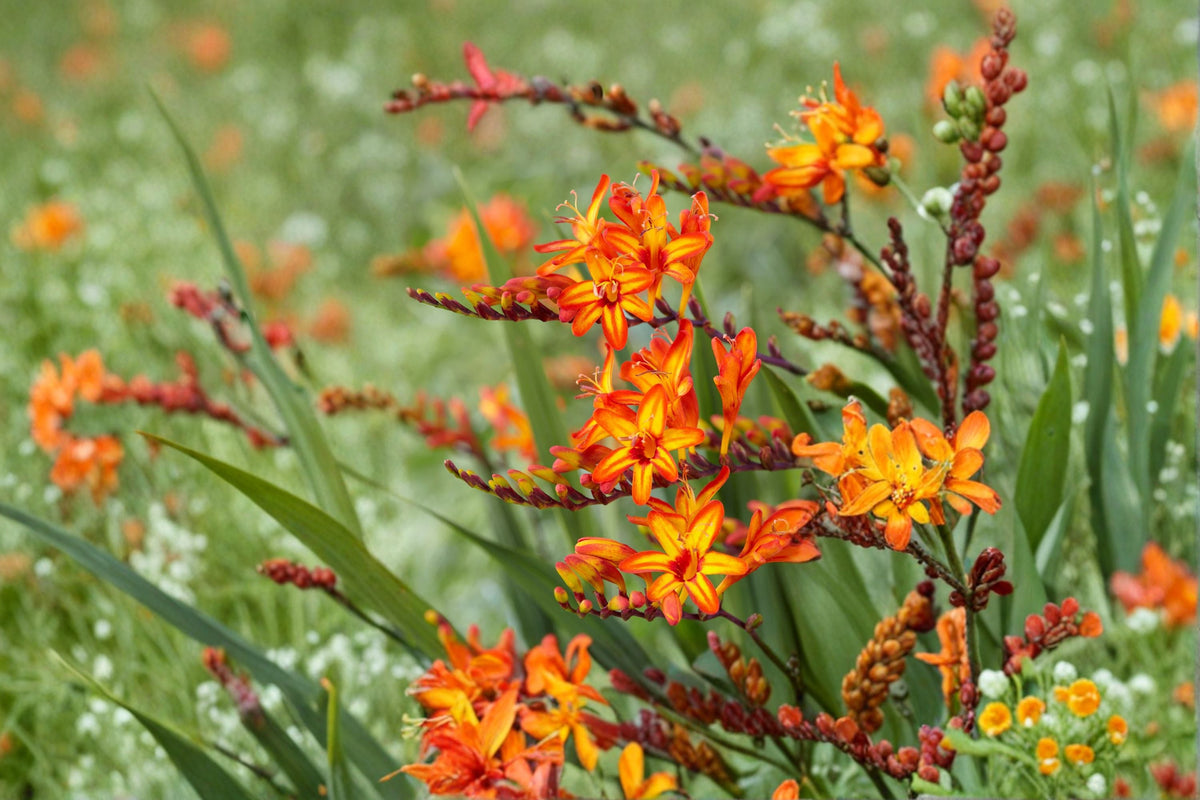 Crocosmia Firestarter 4.5" Potted Perennial with Orange and Yellow Flowers, Hummingbird & Pollinator Friendly