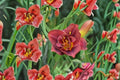 Hemerocallis Night Embers Reblooming Burgundy Double Daylily Fragrant Perennial Bareroot Plant