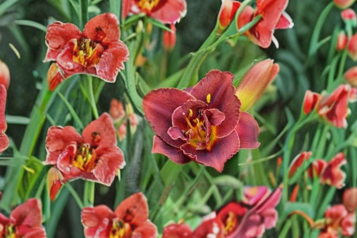 Hemerocallis Night Embers Reblooming Burgundy Double Daylily Fragrant Perennial Bareroot Plant