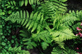 Dryopteris x complexa Buckler Fern - Hardy Shade Woodland Fern in 3.5" Pot, lush green foliage, low maintenance, deer resistant