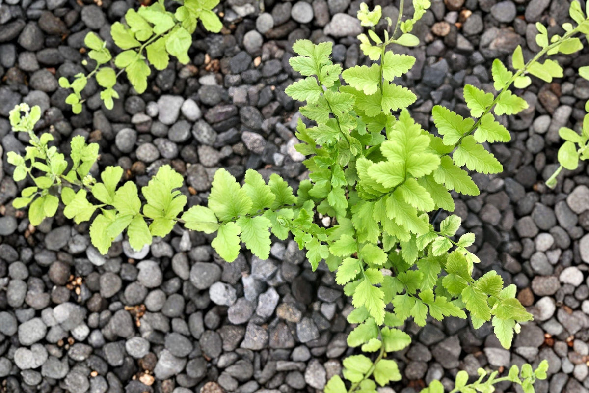 Dryopteris tokyoensis Fern Live Plant – Hardy Shade Fern in 3.5" Pot for Woodland Gardens and Containers
