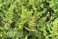 Dryopteris nipponensis - Wide Leaf Autumn Fern Live Plant in 3.5" Pot, Shade Garden Fern, Woodland Fern, Copper-Red Fronds