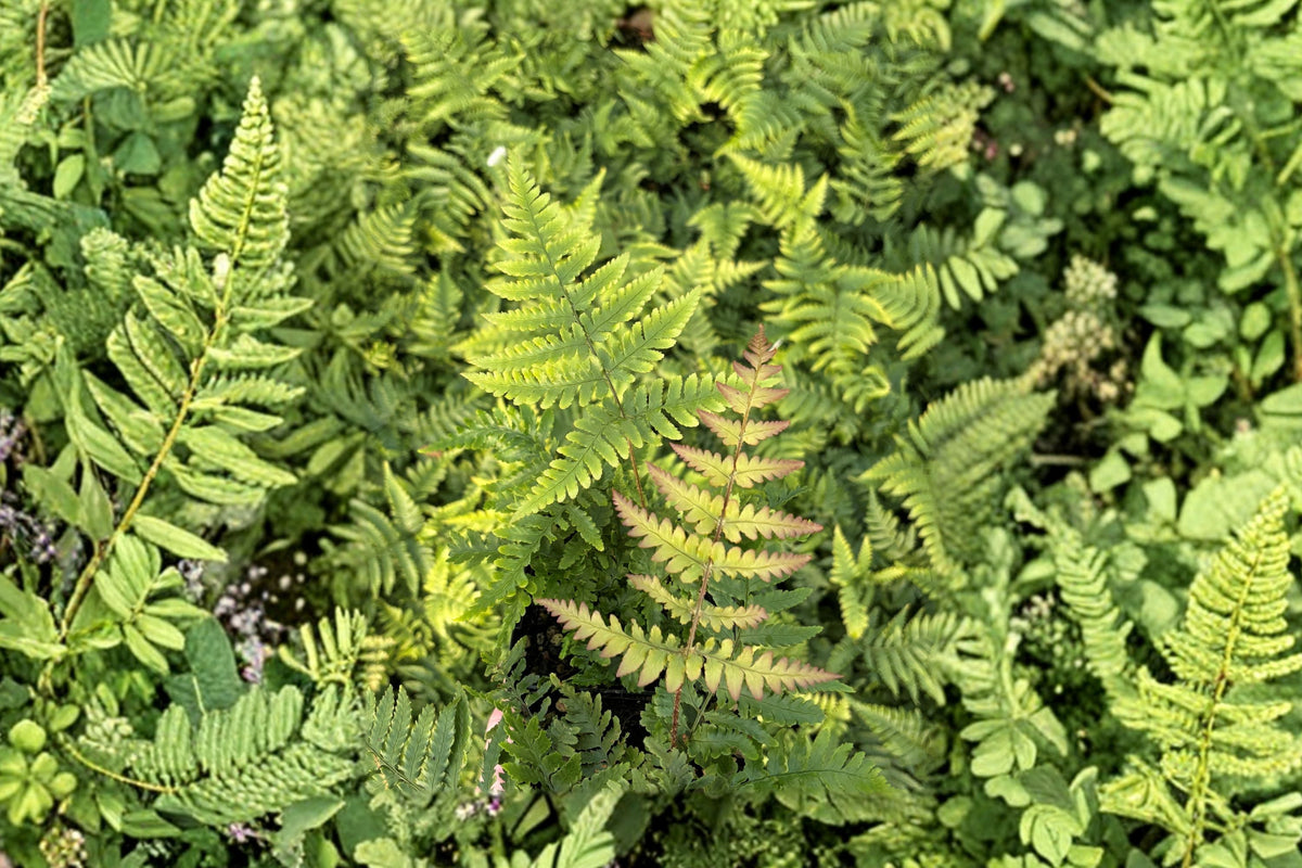 Dryopteris nipponensis - Wide Leaf Autumn Fern Live Plant in 3.5" Pot, Shade Garden Fern, Woodland Fern, Copper-Red Fronds