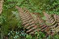 Dryopteris lepidopoda Sunset Fern Live Fern in 3.5" Pot, Copper Red Woodland Fern, Hardy Shade Fern, Evergreen Fern