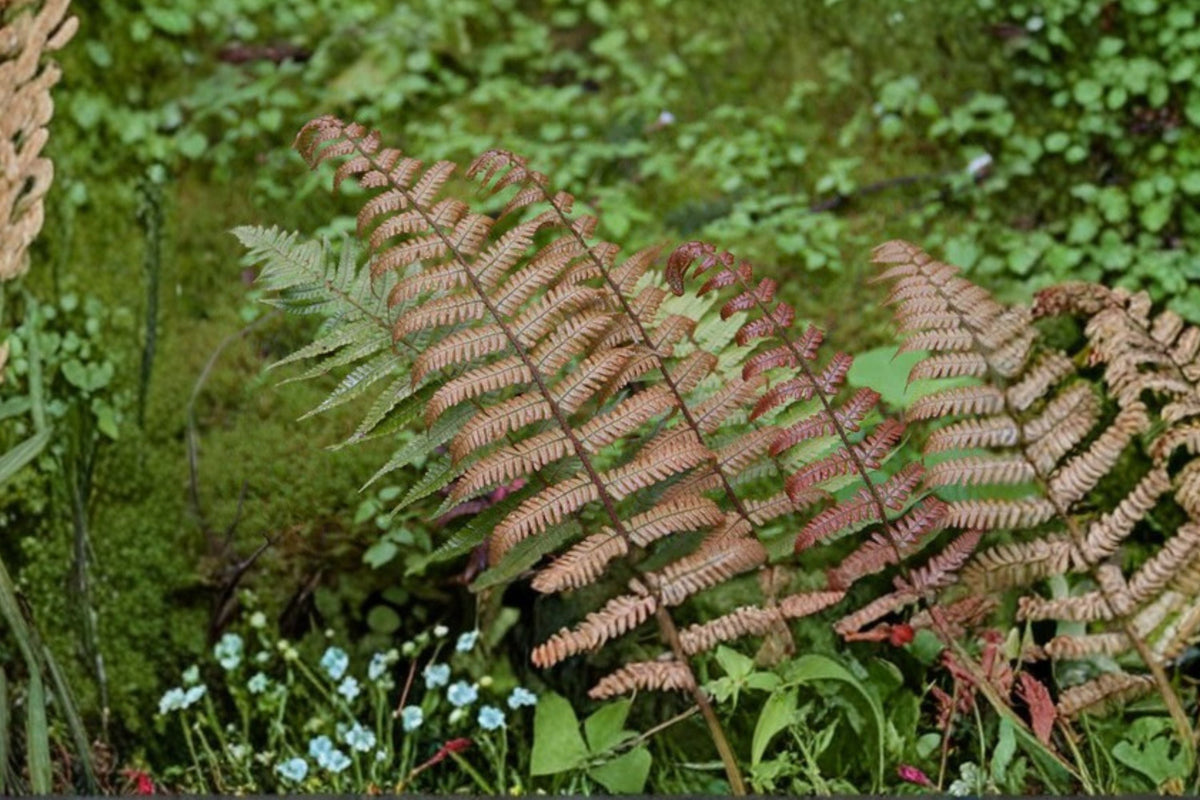 Dryopteris lepidopoda Sunset Fern Live Fern in 3.5" Pot, Copper Red Woodland Fern, Hardy Shade Fern, Evergreen Fern