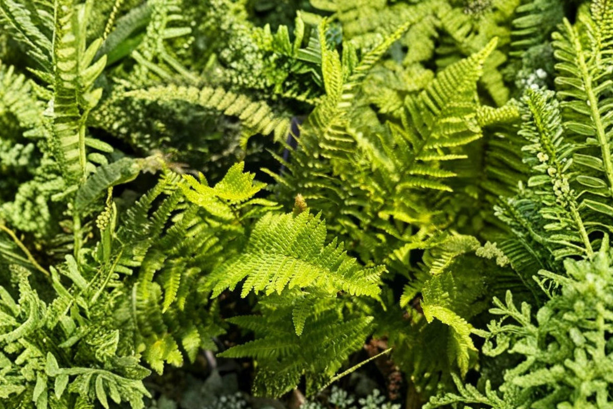 Dwarf Evergreen Fern | Curled Shade Fern | Woodland Fairy Garden Plant | Dryopteris affinis 'Crispa Congesta' 3.5" Pot