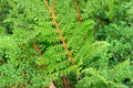Polystichum setiferum 'Proliferum Wollastonii' Evergreen Shade Fern Live 3.5" Pot, Woodland Fern, Soft Shield Fern, Shade Garden Plant