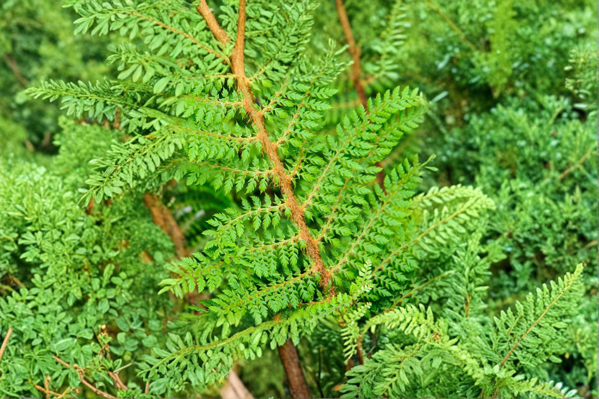 Polystichum setiferum 'Proliferum Wollastonii' Evergreen Shade Fern Live 3.5" Pot, Woodland Fern, Soft Shield Fern, Shade Garden Plant