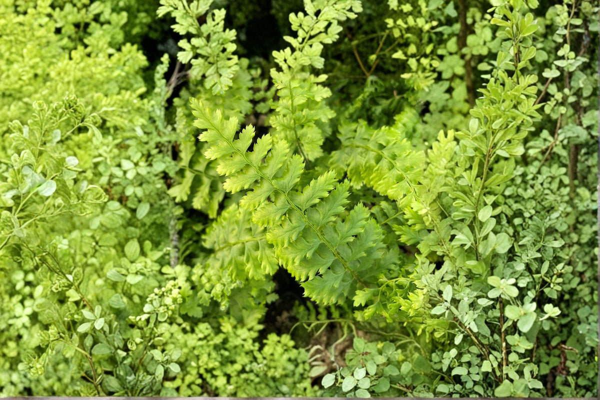 Dwarf Shield Fern Live Plant 3.5" Pot Evergreen Shade Fern Polystichum setiferum 'Congestum'