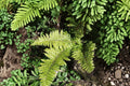 Prickly Shield Fern Live Plant 3.5" Pot, Evergreen Woodland Fern, Shade-Loving, Polystichum braunii