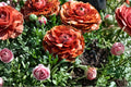 Ranunculus 'Café au Lait' Bulbs | Spring Flowering Perennial with Rose-Like Blooms | Garden, Cut Flower, Cottage Garden
