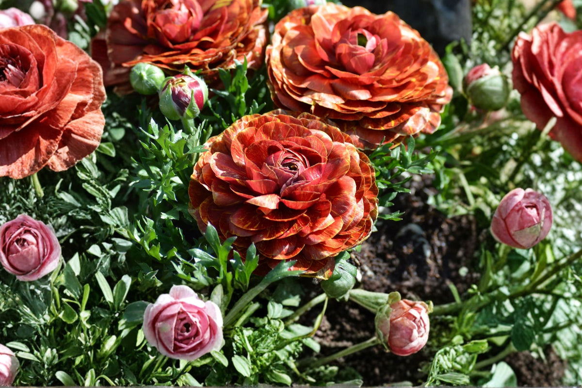 Ranunculus 'Café au Lait' Bulbs | Spring Flowering Perennial with Rose-Like Blooms | Garden, Cut Flower, Cottage Garden