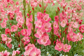 Gladiolus 'White Eyed Miss' Hardy Bulbs Pink and White Sword Lily Summer Cut Flowers Planting